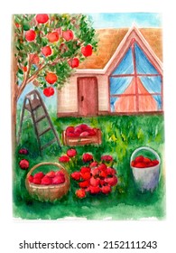 Watercolor Illustration Of Apple Orchard, Village House, Ladder, Apple Tree, Basket With Apples, Harvest On Isolated White Background For Posters, Postcards