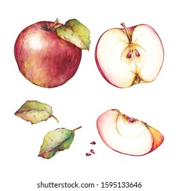 Watercolor illustration of the apples with green leaves isolated on white background
