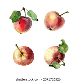 Watercolor illustration. Apples with leaves, isolated on a white  background