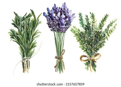 Watercolor illustration with aromatic herb. Rosemary thyme lavender bunches set. Kitchen Herbs illustration isolated on white background. Spices and herbs, provence bunches of herbs, vintage style