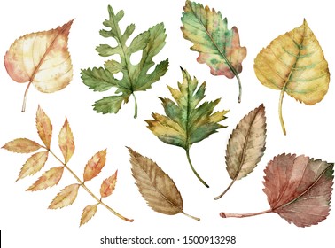 Watercolor Illustration Of Autumn Leaves Isolated On The White Background. Botanical Art. Fall Clipart.