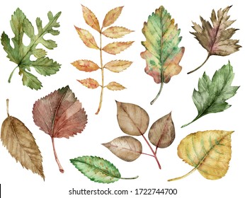 Watercolor illustration of autumn leaves isolated on the white background. Botanical art. Fall clipart. - Powered by Shutterstock