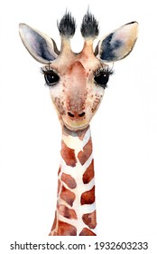 Watercolor Illustration Of A Baby Giraffe's Portrait On The White Background