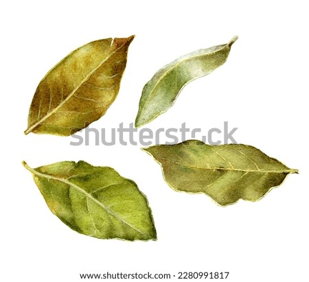 Watercolor illustration of bay leaf isolated on white background, closeup.