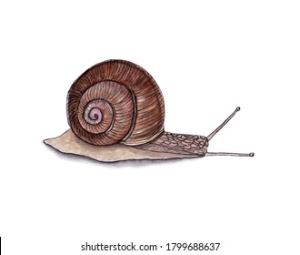 Snail Vector Illustration Realistic Snail Isolated Stock Vector ...