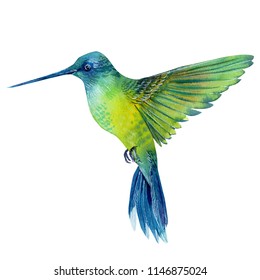 watercolor illustration, beautiful tropical bird, hummingbird in isolated white background