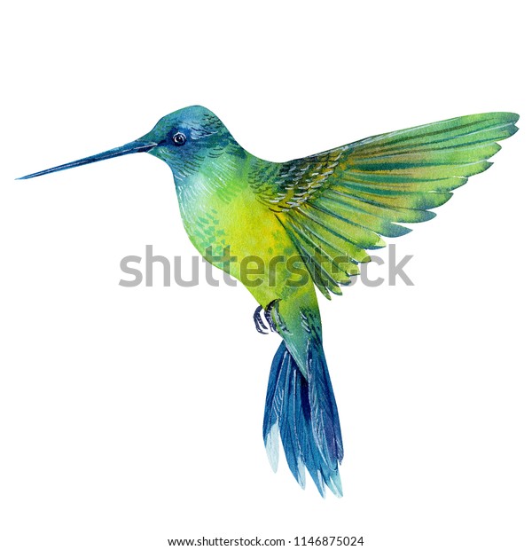 白い背景に水のカラーイラスト 美しい熱帯の鳥 ハチドリ のイラスト素材