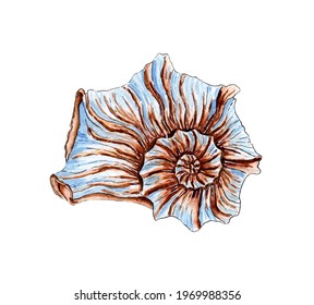 Watercolor illustration of a beautiful twisted seashell in beige and blue colors. Underwater world. Tropical oyster shell. External skeleton of mollusks, security, house. Isolated over white backgroun