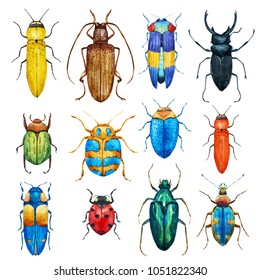 Watercolor Illustration Of A Beetles, Set Of Isolated Insects