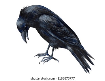 watercolor illustration, bird black crow on white background, halloween