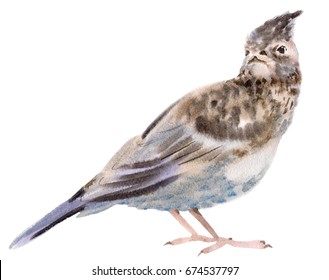 Watercolor Illustration Of A Bird Lark