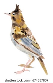 Watercolor Illustration Of A Bird  Lark