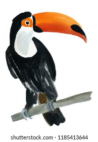 Watercolor Illustration Of A Bird Toucan