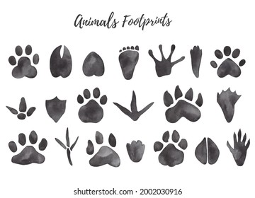 Watercolor Illustration Of Black Animal And Bird Trails - Bear, Wolf, Chicken, Moose, Duck Paw Prints