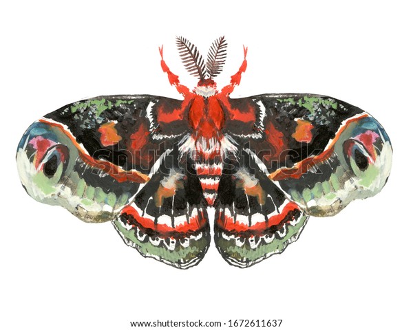 黒い蝶の水彩イラスト 蝶の夜行性のサンザシ のイラスト素材