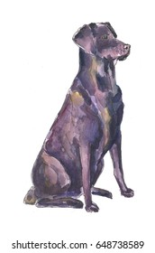 Watercolor Illustration Of A  Black Labrador