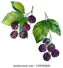 Watercolor Illustration With Blackberries  On An Isolated White Background. Hand-painted Watercolor Clipart.