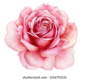 Watercolor Illustration. Blooming Pink Rose On A White Background. Botanical Illustration.