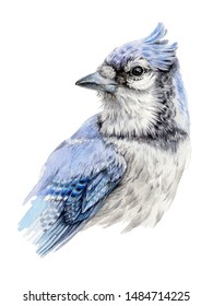 Blue Jay Flying Images Stock Photos Vectors Shutterstock