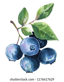 Watercolor illustration blueberries clipart 