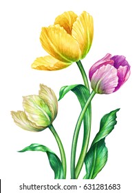 Watercolor Illustration Botanical Art Yellow Spring Stock Illustration ...