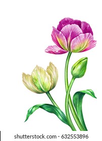 Watercolor Illustration Botanical Art Fresh Spring Stock Illustration ...