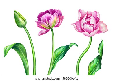 Watercolor Illustration Botanical Art Fresh Spring Stock Illustration ...