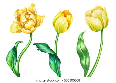 Watercolor Illustration Botanical Art Yellow Spring Stock Illustration ...