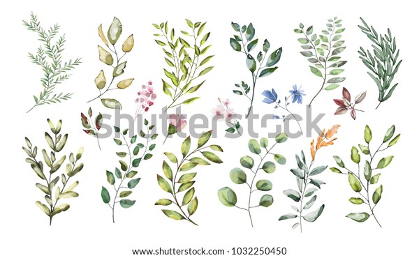 水彩イラスト 植物コレクション 野草と庭菜のセット 花 葉 枝 その他の自然エレメント のイラスト素材