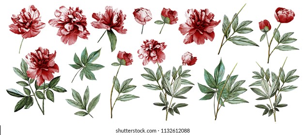 Watercolor Illustration. Botanical Collection Of Wild And Garden Plants. Set: Leaves Flowers, Branches, Herbs And Other Natural Elements. All Drawings Isolated On White Background. Maroon Peonies.