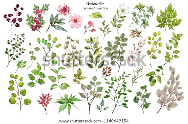 水彩イラスト 野生植物と庭園植物の植物コレクション 設定 葉は花 枝 ハーブ その他の自然の成分 白い背景にすべての図面 のイラスト素材