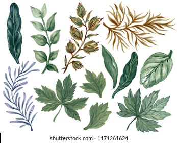 Watercolor illustration Botanical leaves collection Set of wild and garden and abstract  leaves elements hand painted