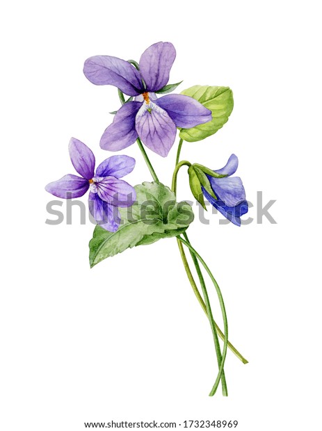 Watercolor Illustration Bouquet Purple Forest Violets Stock ...