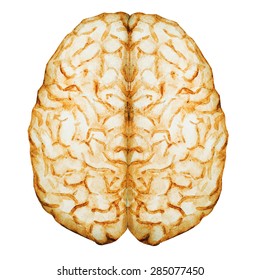 Watercolor Illustration Of A Brain, The Two Hemispheres,