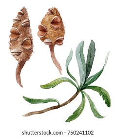 Watercolor Illustration Of A Branch Of The Banksia Plant,  Flower Seeds Banksia Menziesii  Australian Flower