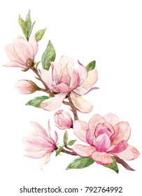 Watercolor illustration of a branch with flowers pink Magnolia flower spring card