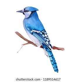 Watercolor illustration. Bright Blue Jay bird on white background.