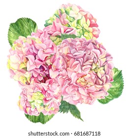  watercolor illustration bunch of flowers hydrangea