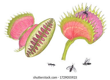 Watercolor illustration carnivorous plant   some insects  Hand painted venus flytrap 