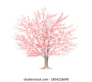 Watercolor illustration of cherry tree.