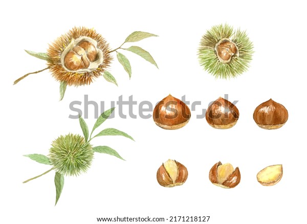 2,720 Marron Fruit Images, Stock Photos & Vectors | Shutterstock