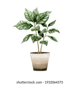 Watercolor illustration of coffee tree,Foliage plant