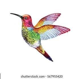 Watercolor Illustration Of Colorful Hummingbird - Colibri