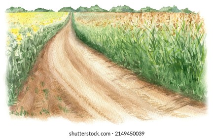 Watercolor illustration. Corn field, country road isolated on white background. Agriculture, farmland. Nature village landscape. Organic farming