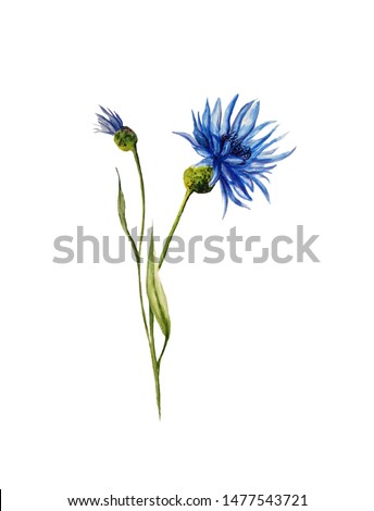 Watercolor illustration of cornflower with a bud on a white background