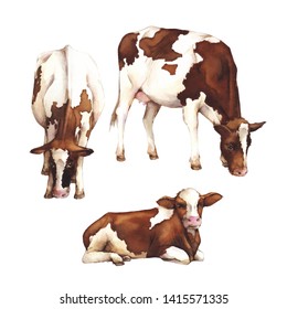 Watercolor Illustration. Cows Isolated On White Background. Farm Animals