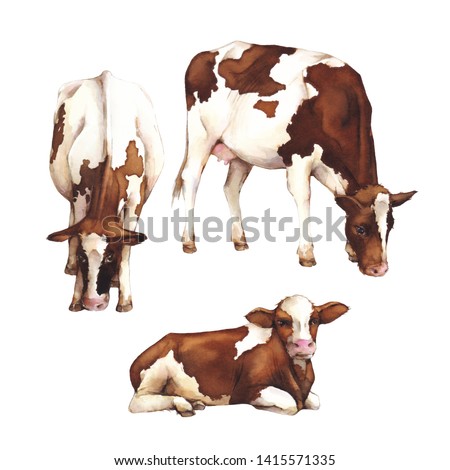 Watercolor illustration. Cows isolated on white background. Farm animals