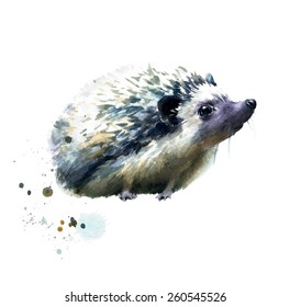 Watercolor Illustration With Cute Little Hedgehog