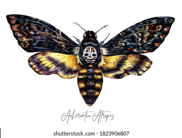 Watercolor Illustration of Death's-head Hawkmoth Butterfly Isolated on White. Detailed Tattoo Sketch of Acherontia Insect with Skull in Vintage Style. Gothic, Wedding, Halloween Hand Drawn Decoration.
