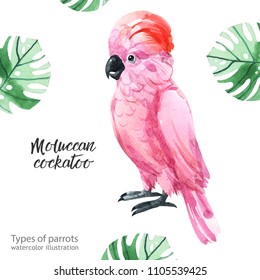 Watercolor Illustration. Different Types Of Parrots. Tropical Birds.